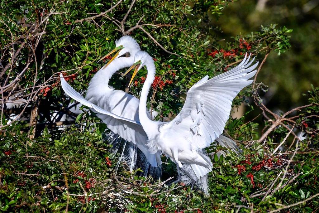 Great egret (Ardea alba) couple at Venice Rookery, Venice, Florida by diana_robinson is licensed under CC BY-NC-ND 2.0